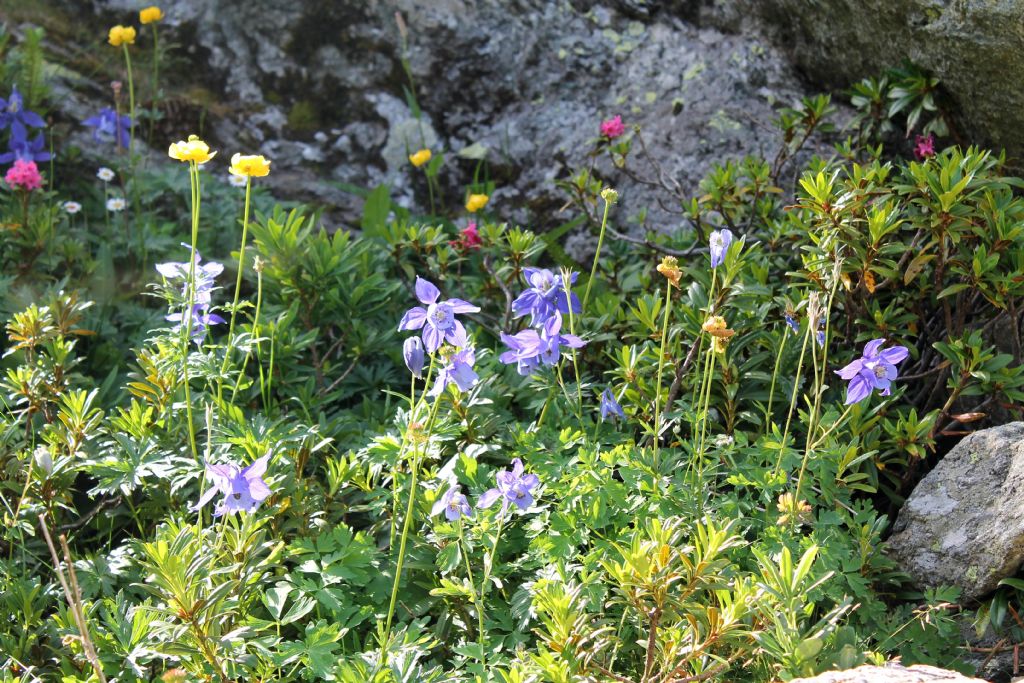 Aquilegia alpina / Aquilegia maggiore